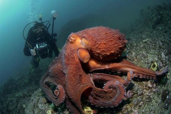 Кракен сайт krakens13 at