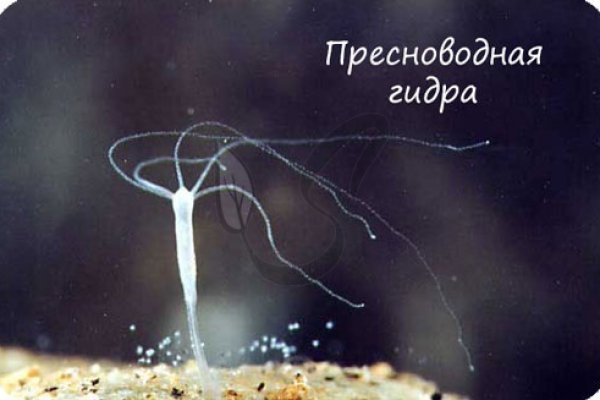 Kraken whitenet официальный сайт